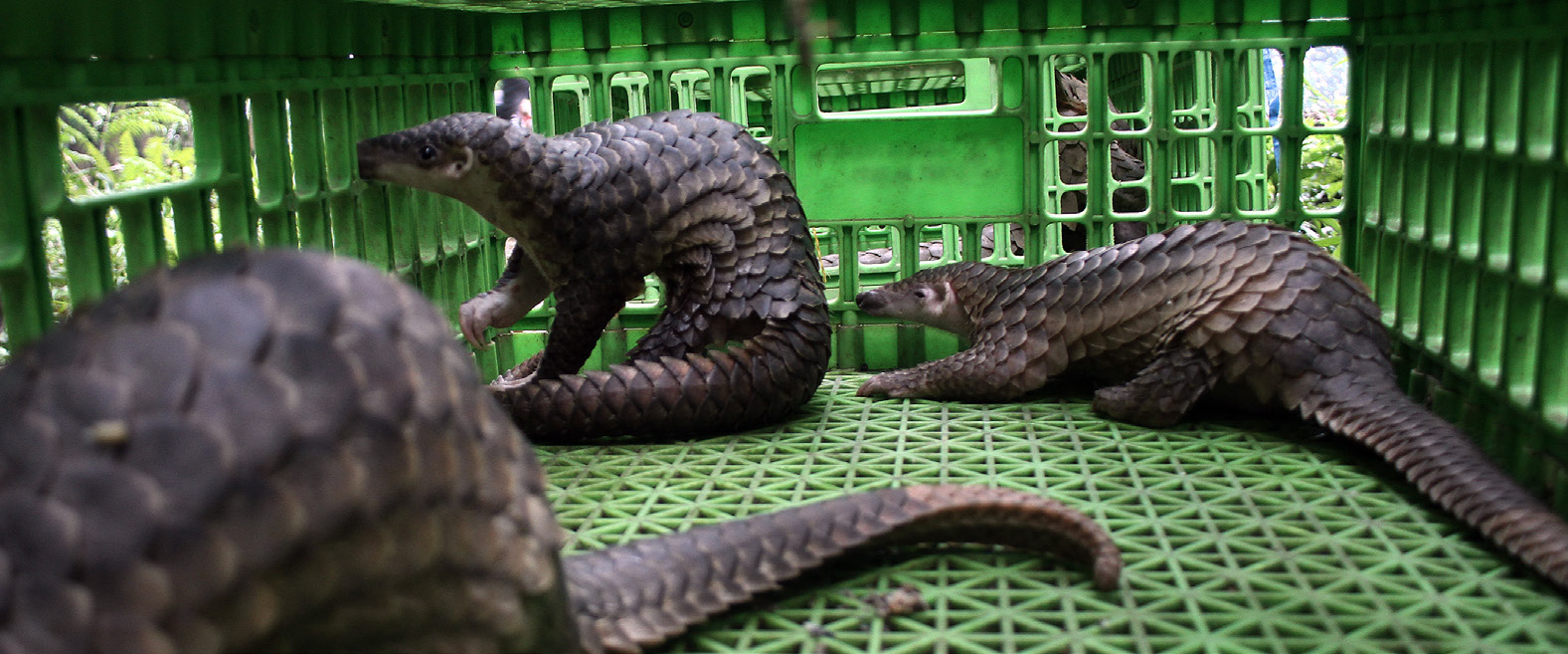 Online markets for pangolinderived products Global Initiative